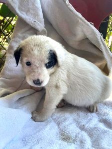 puppy rescue 01
